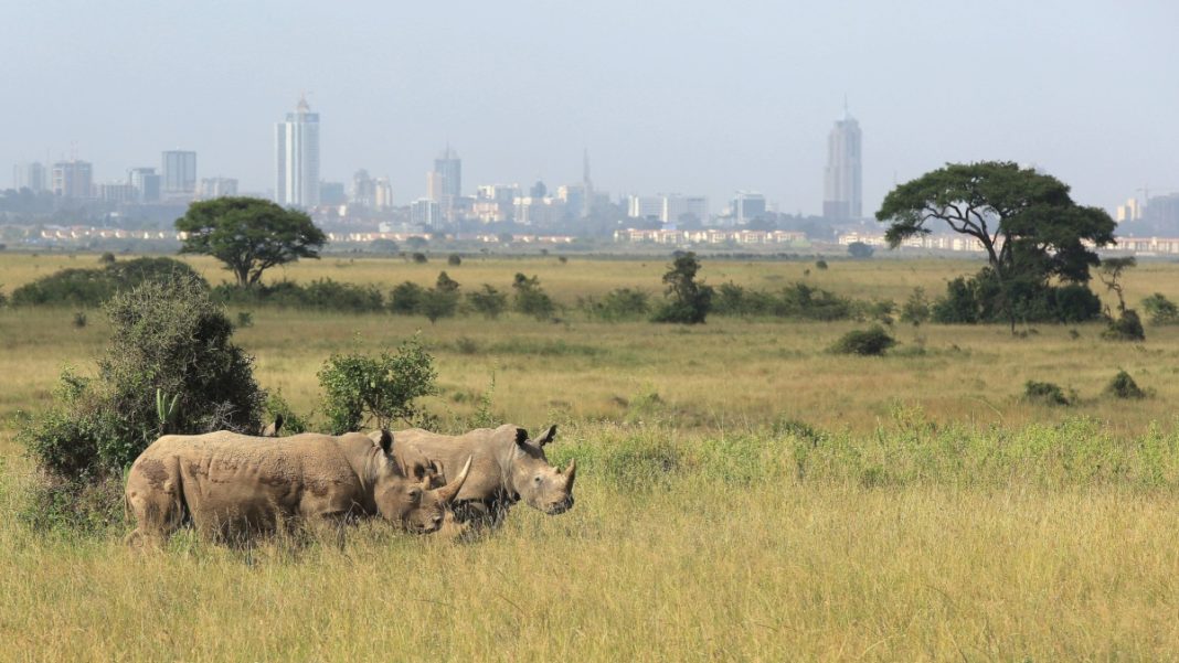 Rhinos in wild