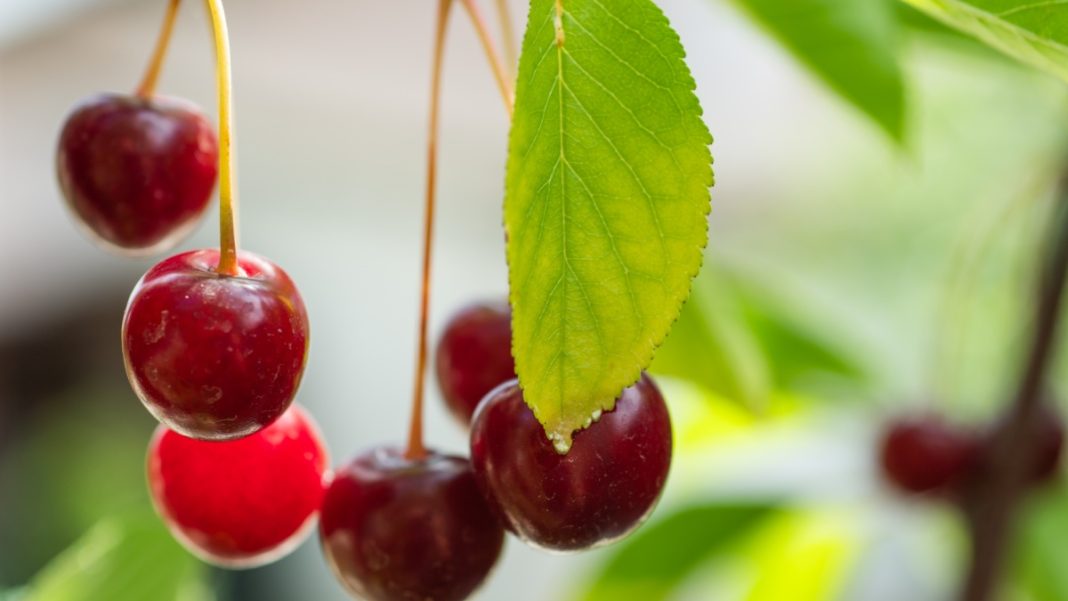 Cherries