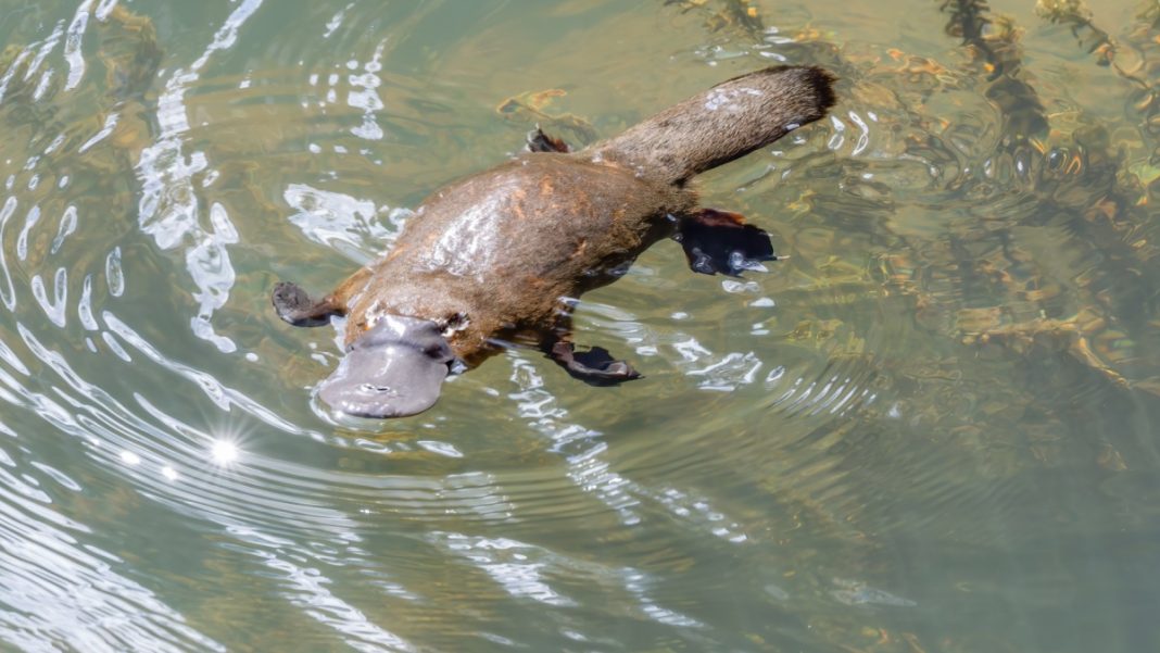 Platypus