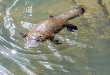 Alea expands content offering in Key LatAm markets with Platipus partnership Platypus