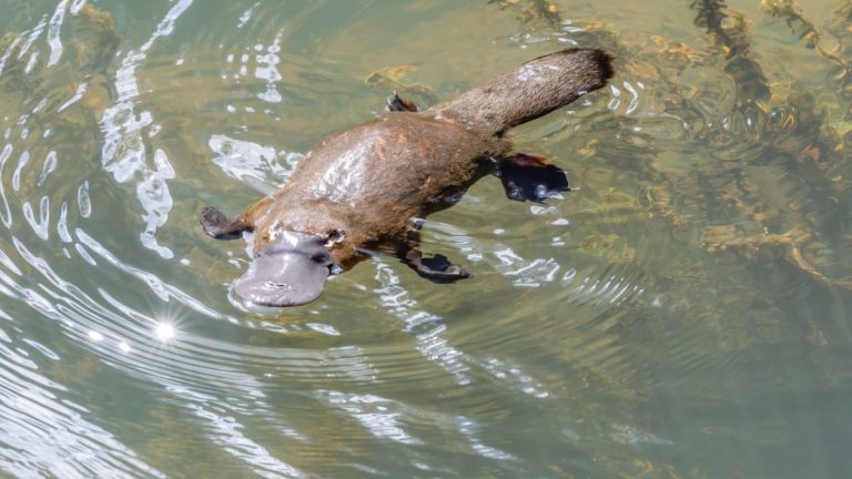 Platypus