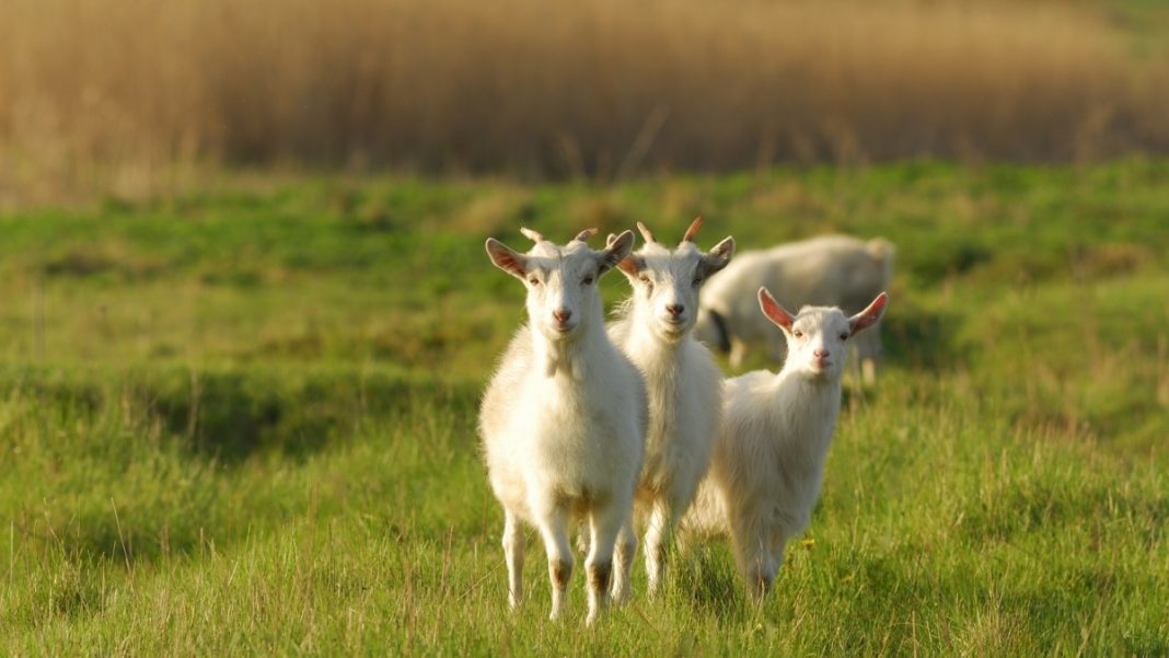Goats in a field
