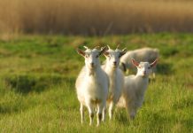 Elantil está pronta para impulsionar lançamento da Goatz.com Cabras em um campo