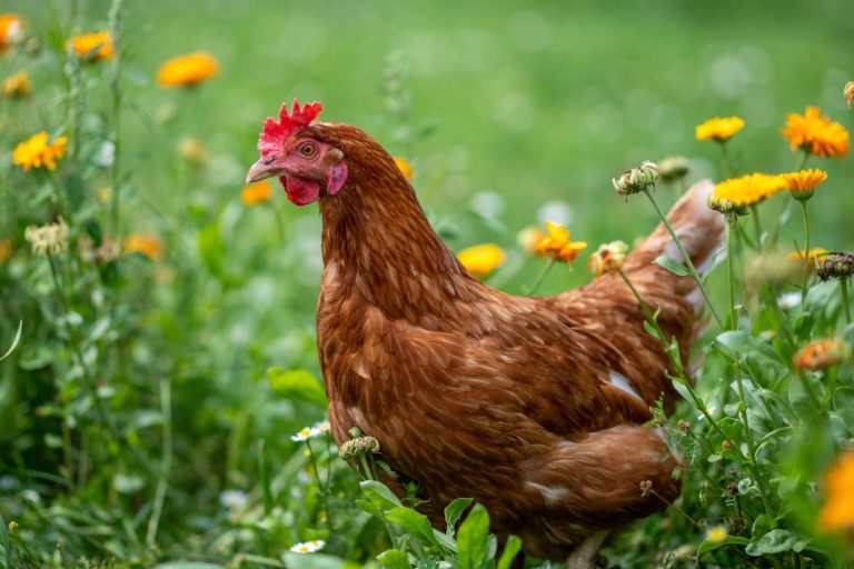 Chicken