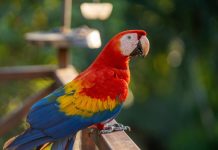 Galaxsys celebra alcance significativo do jogo de colisão Maestro Papagaio