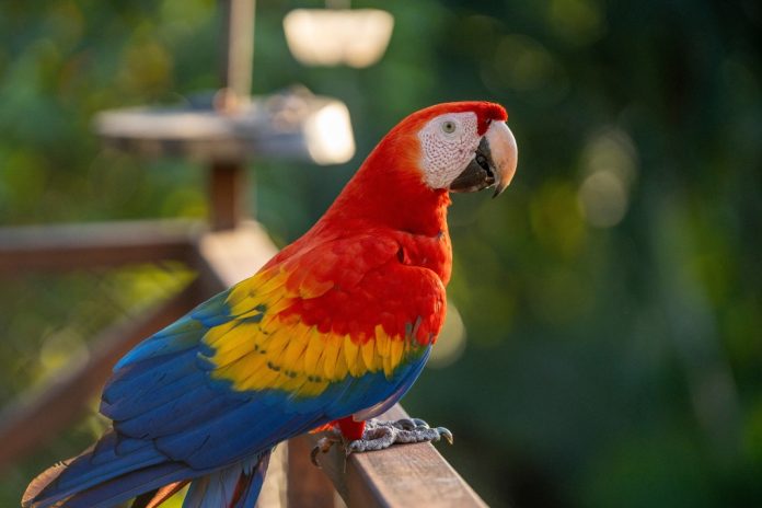 Parrot