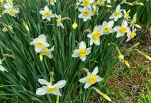 Swintt partnership with bet365 grows its global reach Flowers