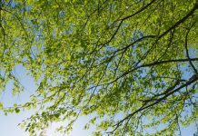 Tom Horn Gaming branches out content with Alea Branches