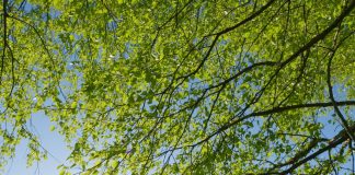 Tom Horn Gaming branches out content with Alea Branches