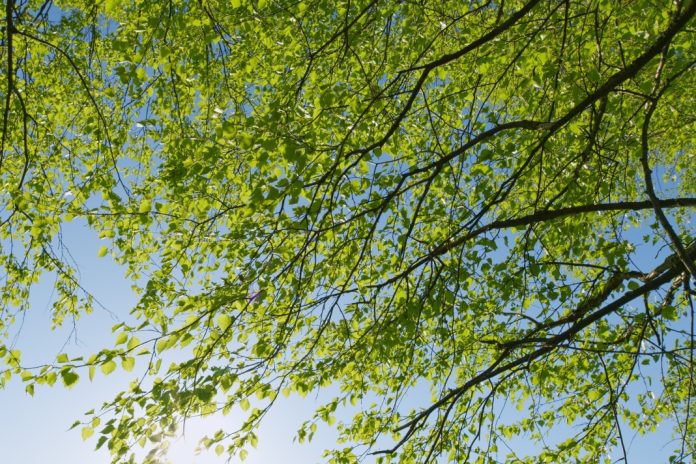 Tom-Horn-Gaming-branches-out-European-and-LatAm-presence-with-Alea Branches