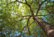 Swintt grows presence in Germany with Entain Growth