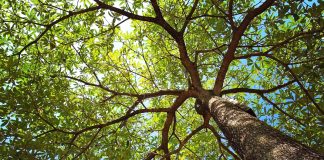 Swintt grows presence in Germany with Entain Growth