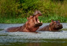 Amusnet takes a walk on the wild side with latest crash game Hippo