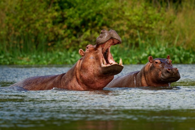 Hippo