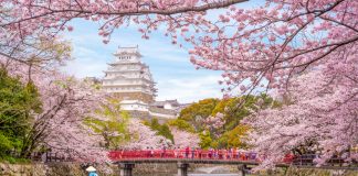 1spin4win hails Japanese series amid strong growth Japan cherry blossoms