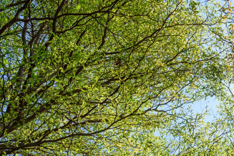 Branches