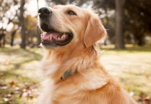 Amusnet helps dogs impacted by Venezuela earthquakes Dog