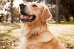 Amusnet helps dogs impacted by Venezuela earthquakes