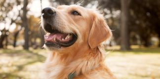 Amusnet helps dogs impacted by Venezuela earthquakes Dog