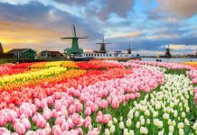 Relax Gaming brings content portfolio to Starcasino Netherlands